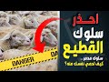 احذر سلوك القطيع السلوك اللي بيخليك تلغي عقلك وتعمل زي الناس ما بتعمل من غير ماتفكر ولا تحك م عقلك 