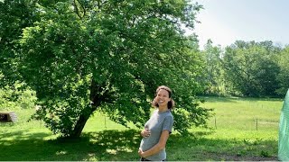 Homesteading during my pregnancy! 🤰🏽🐓