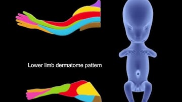 Limb Development FIXED AUDIO