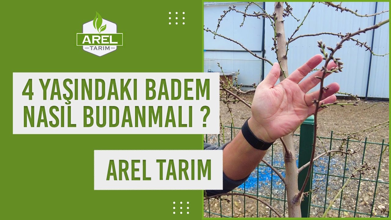 Budama İpuçlarıyla Badem Ağaçlarınızı Zirveye Taşıyın!