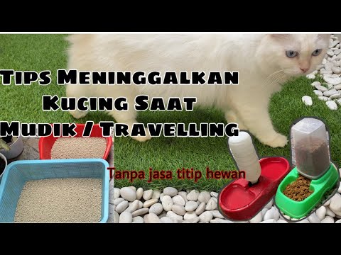 Video: Di Mana Dan Dengan Siapa Harus Meninggalkan Kucing Saat Pergi Berlibur?