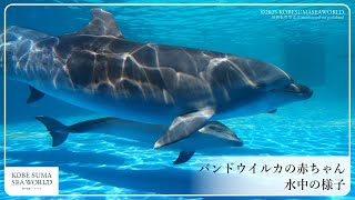 イルカ オーシャンワールドBIG イルカ / Ocean World BIG dolphin