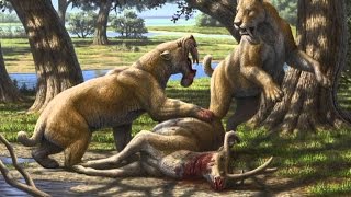 Barbourofelis: The First Sabertooth Predator