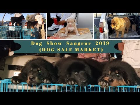 dog-show-sangrur-2019-(dog-sale-market)