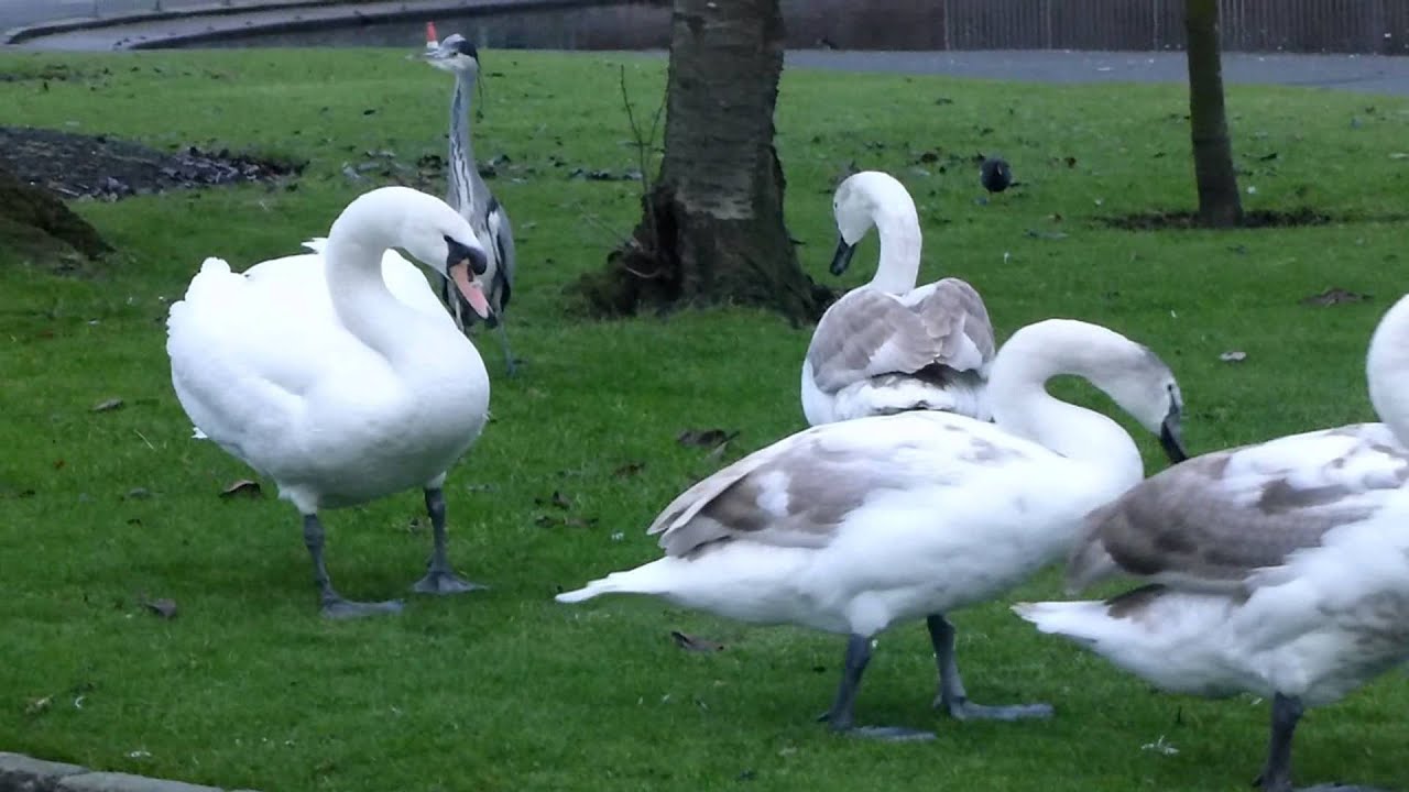 swans on land YouTube