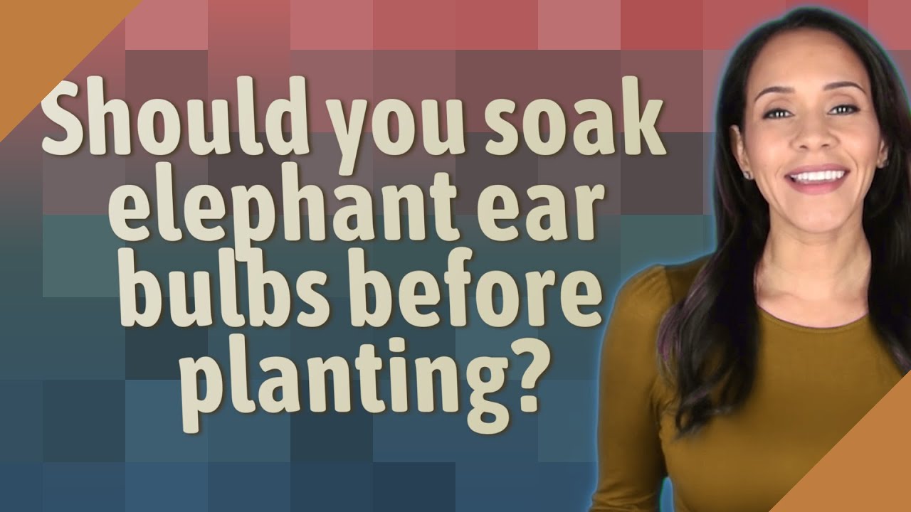 Should you soak elephant ear bulbs before planting?