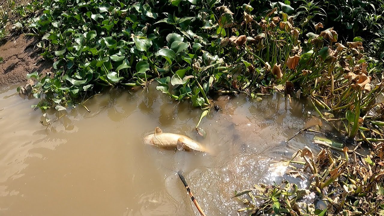 Kinh Nước Cạn Thủy Quái Còn Xót Lại K Ngờ Tới | Kích Cá Miền Tây | Catch Fish