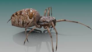 Spider walk cycle 3D model