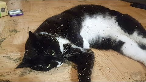 Catnip time!! ~~~ Tuxedo cats chill session