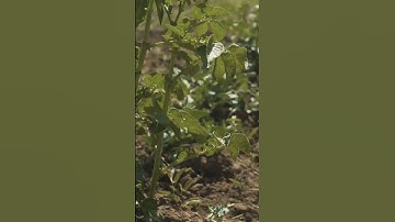 Revolutionize your garden with a Rain Gun Sprinkler! #farming #gardeningtips #sustainability