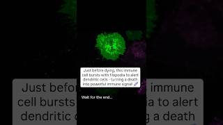 Just before dying, immune cells alert other cells 🔔😳 #science