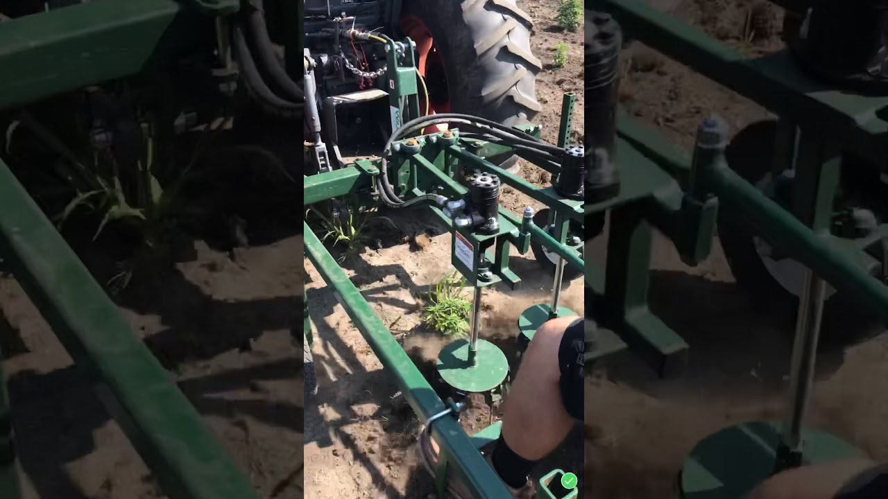 Weeding the hemp field ‘19