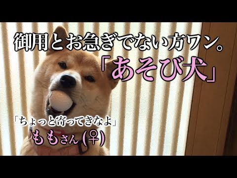 あそび犬