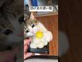 怒られる前に猛ダッシュにゃ😹💨💨💨 #funny #ねこ動画 #cat #猫のいる暮らし #ねこ部 #保護猫 #猫好きさんと繋がりたい #イタズラ #中秋の名月 #月見団子