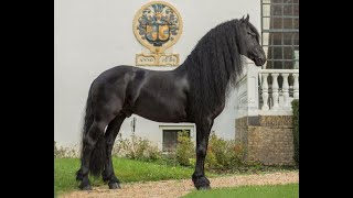 4th level 8 yr old Friesian for sale https://www.blacksterlingfriesians.com questions? 415-272-2112