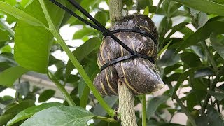 картинка: Воздушная отводка на лайме Таити