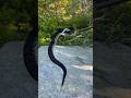 timber rattlesnake PA #snake