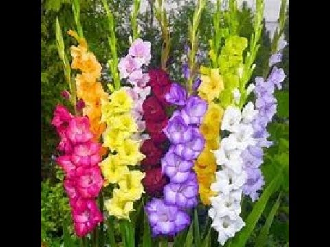 Video: Typer Och Sorter Av Gladiolus (57 Bilder): Beskrivning Av Vita Och Röda, Rosa Och Gula, Vinröda Blommor. 