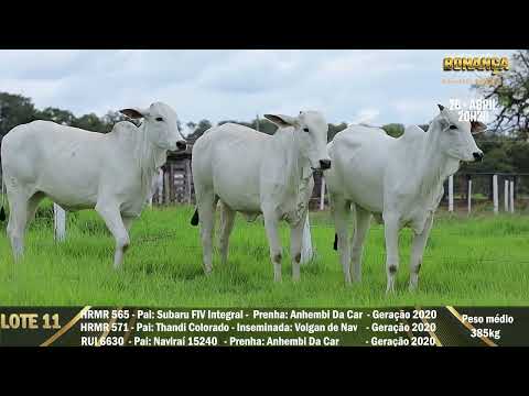 LOTE 11   HRMR 565   570   RUI 6630