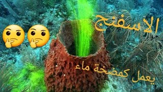 حيوان الاسفنج سبحان الله