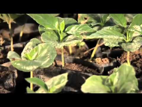 Video: Káva: Vnútorné Pestovanie