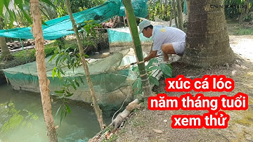 Xúc cá lóc trong vèo được năm tháng tuổi xem độ lớn ra sao #152#nuoithuysan/ Chủ nhật 47vilog