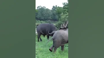 Hey Buffalo Go Pick On Someone Your Own Size 