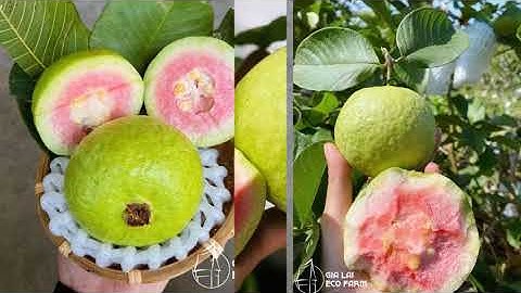 Thu Hoạch Ổi Ruby Ngày Hôm Nay - Giòn Ngọt Chất Lượng Cao