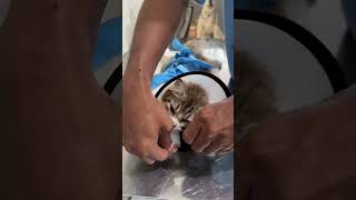 Ada Apa Dengan Kucing Ini?