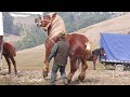 Stallions for Mounting 👍 Armăsari pentru Montă dl. Csiki Abel de la Tufalău - Covasna