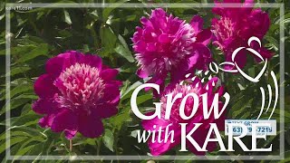 Grow with KARE: Countryside Gardens' peony farm
