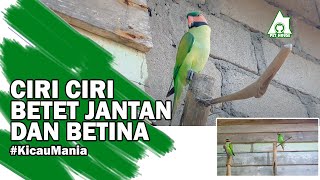 BURUNG BETET JANTAN DAN BETINA ASLI, INI CARA MEMBEDAKANNYA