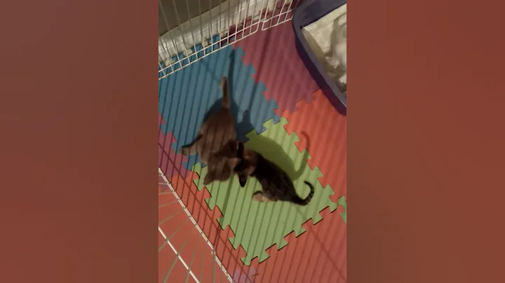 Watch the video about Playing oriental shorthair chaton qui jouent