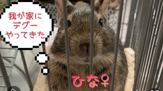 【小動物】デグーを家族みんなで育てる。【Degu】