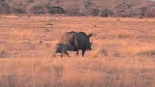 Lions stalk baby rhino