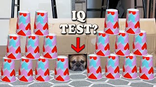 Testing my French  Bulldog's Intelligence | Ultimate IQ Test