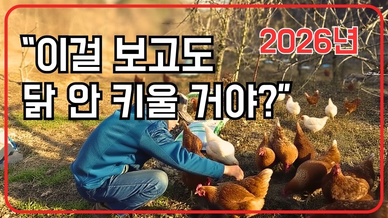 이걸 보고도 닭을 안 키우신다고요? 2026년 1년 만에 알게 된 닭 키우기의 진짜 행복