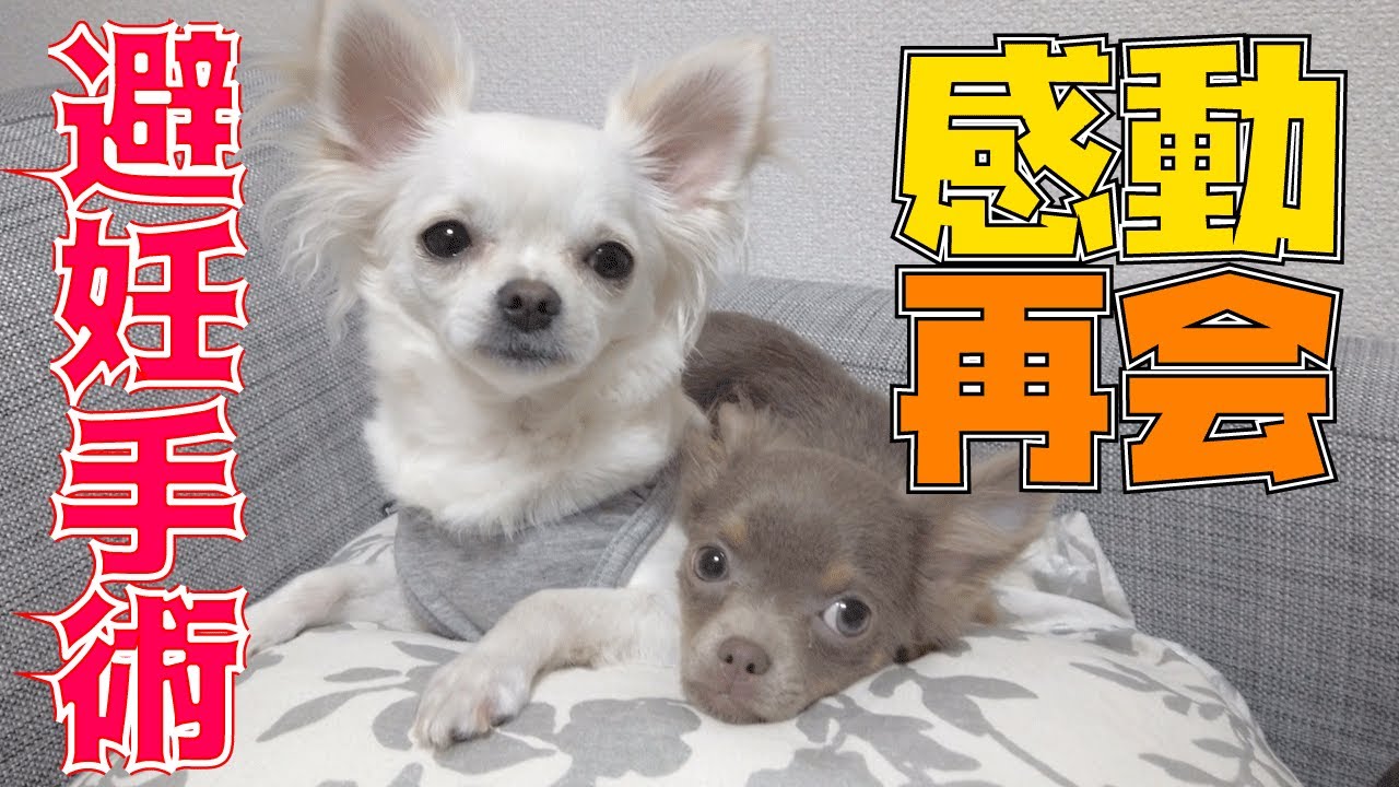 子犬チワワの避妊手術の退院後に姉妹犬と感動の再会をしました(part2) YouTube