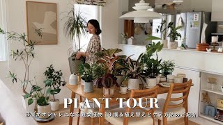 【PLANT TOUR🪴】部屋がオシャレになる観葉植物19撰｜プラントインテリア・鉢の紹介｜初心者でも簡単植え替え・インテリアグリーンのケア方法