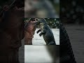 Hippo vs Crocodile | 하마 vs 악어
