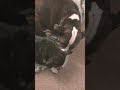 cute doggies