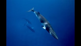 Whale Songs | Ocean Canada