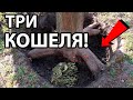 КОШЕЛЬКИ МОНЕТ! ВОТ ЧТО МОЖНО НАЙТИ, ЕСЛИ КОПАТЬ В КОРНЯХ ДЕРЕВЬЕВ! МЕДЬ СЕРЕБРО ЗОЛОТО ПАРТИИ. КОП!