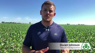 Growth Stage in Corn
