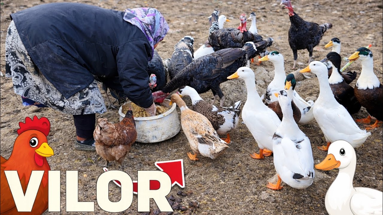 A Quiet Village Evening | Feeding Cows, Chickens & Simple Morning Routine
