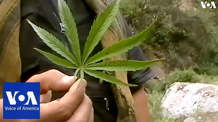 Marijuana Field Discovered in Peru