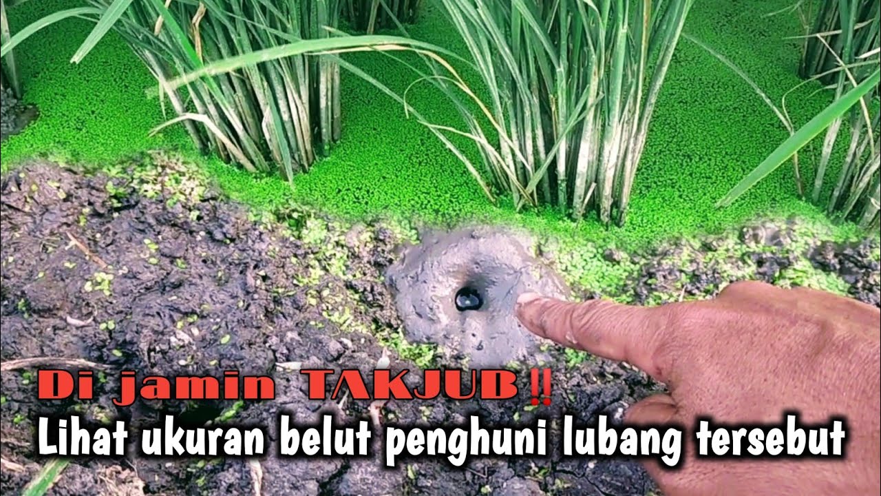 SIAPA SANGKA‼️ TERNYATA UKURAN BELUT-BELUT SAWAHNYA BABON SEMUA