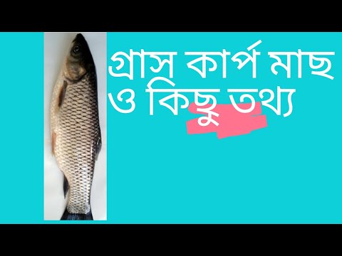 ভিডিও: গ্রাস কার্প কি ধরতে হবে