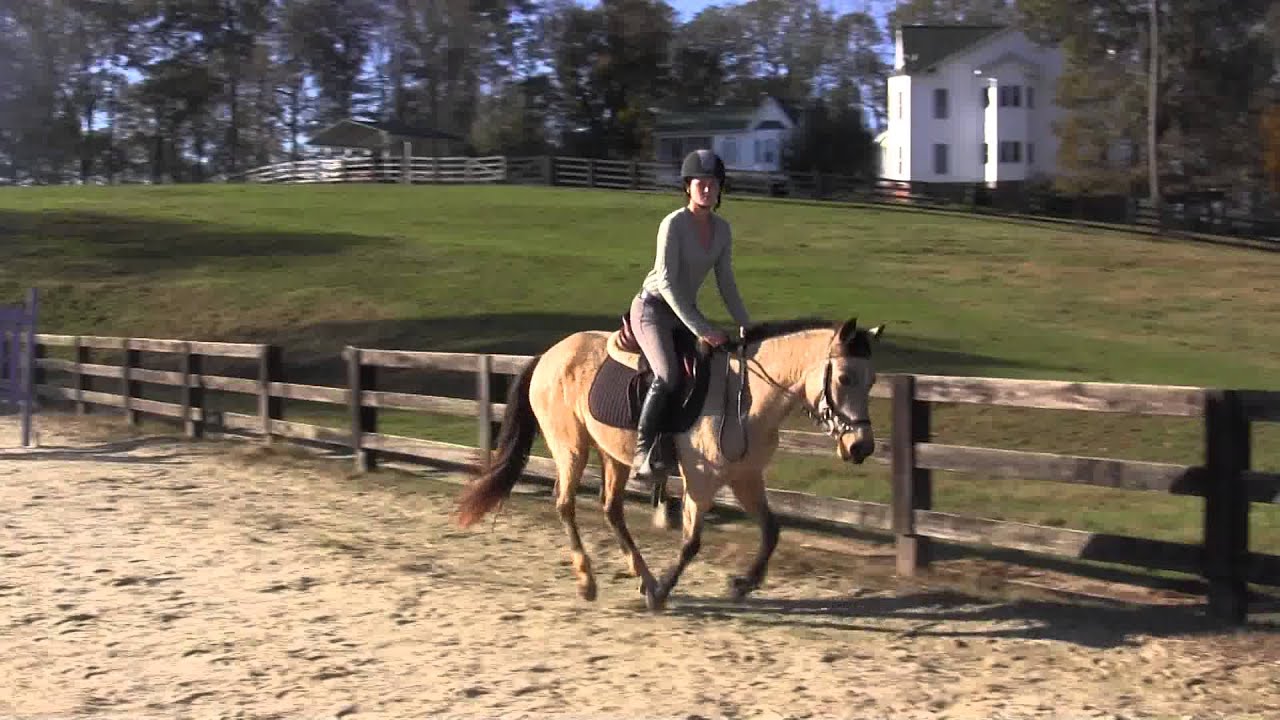 For Sale Piper, 13.2 hand, 5 yr old pony YouTube