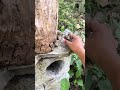 Beehabitat Honeybee Honey Bee Beekeeper Insects Beehive Nature Naturebee Wildlife Waspnest Beehabitat Honeybee Honey Bee Beekeeper Insects Beehive Nature Naturebee Wildlife Waspnest